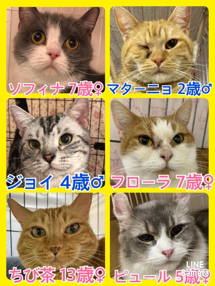 🐾今日の里親様募集中ニャンコ🐱メンバーです🐾2021,3,31